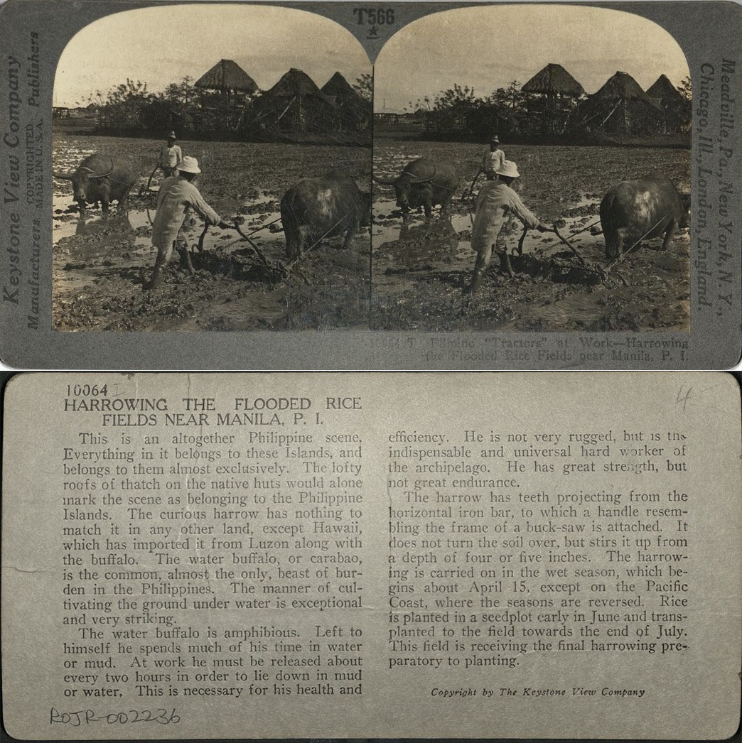 Filipino “Tractors” at Work – Harrowing the Flooded Rice Fields near Manila, P. I.